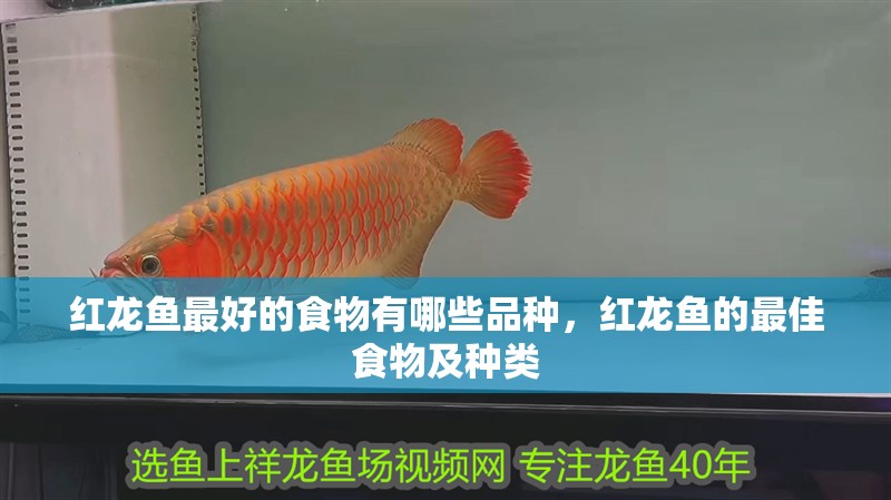 紅龍魚最好的食物有哪些品種，紅龍魚的最佳食物及種類