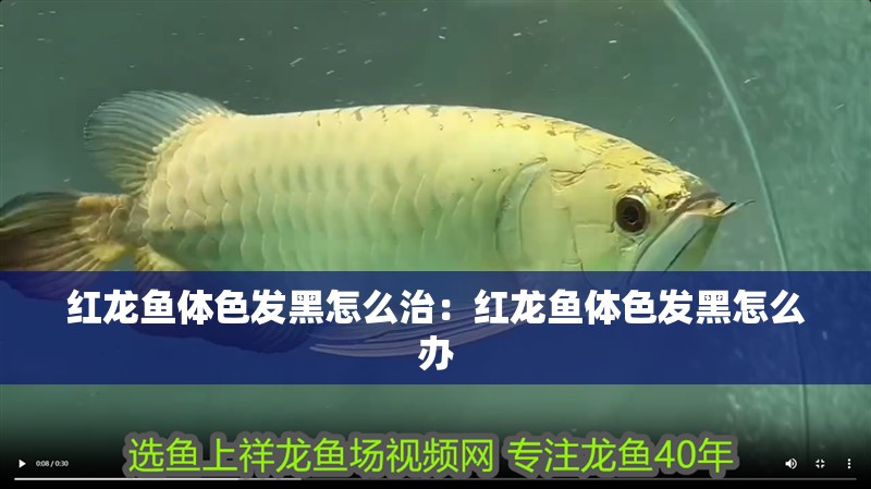 紅龍魚體色發黑怎么治：紅龍魚體色發黑怎么辦