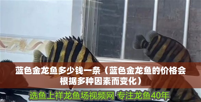 藍色金龍魚多少錢一條（藍色金龍魚的價格會根據(jù)多種因素而變化）