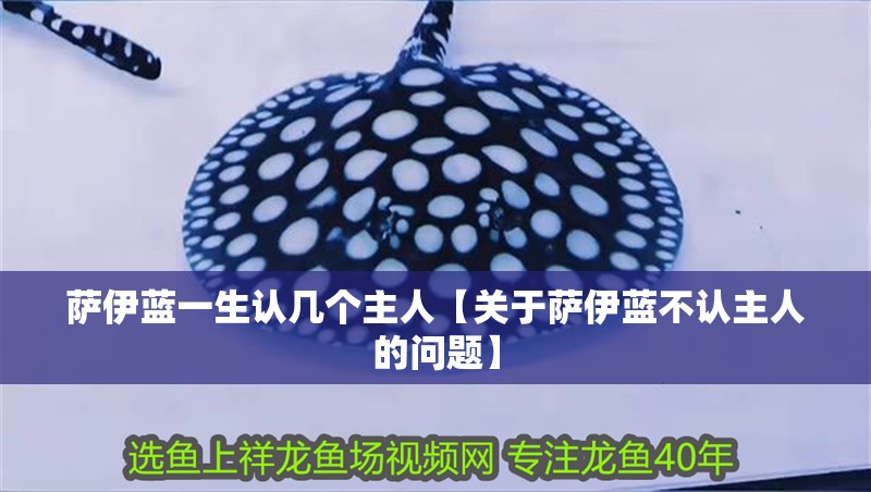 薩伊藍一生認幾個主人【關于薩伊藍不認主人的問題】 薩伊藍一生認幾個主人【關于薩伊藍不認主人的問題】 龍魚論壇