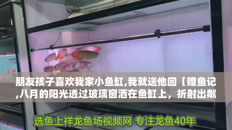 朋友孩子喜歡我家小魚缸,我就送他回【贈魚記,八月的陽光透過玻璃窗灑在魚缸上，折射出粼粼波光】