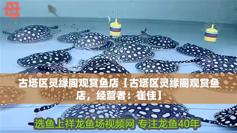 古塔區靈緣閣觀賞魚店【古塔區靈緣閣觀賞魚店，經營者：崔佳】