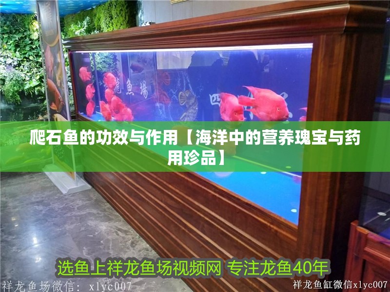 爬石魚的功效與作用【海洋中的營養瑰寶與藥用珍品】