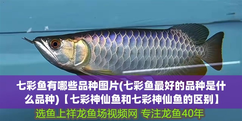 七彩魚有哪些品種圖片(七彩魚最好的品種是什么品種)【七彩神仙魚和七彩神仙魚的區別】