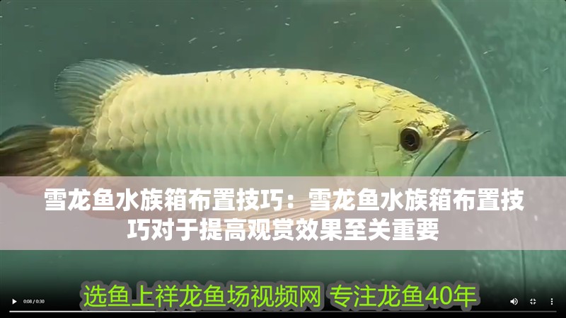 雪龍魚水族箱布置技巧：雪龍魚水族箱布置技巧對于提高觀賞效果至關重要