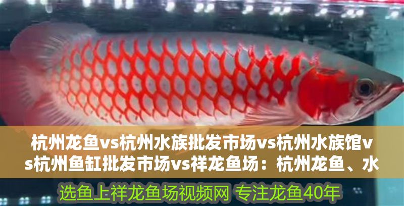 杭州龍魚vs杭州水族批發市場vs杭州水族館vs杭州魚缸批發市場vs祥龍魚場：杭州龍魚、水族批發市場、水族館和魚缸批發與銷售