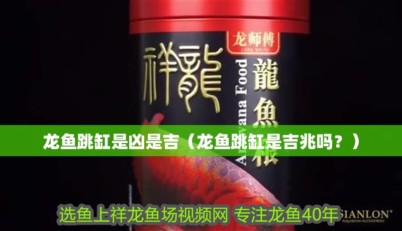 龍魚跳缸是兇是吉（龍魚跳缸是吉兆嗎？）