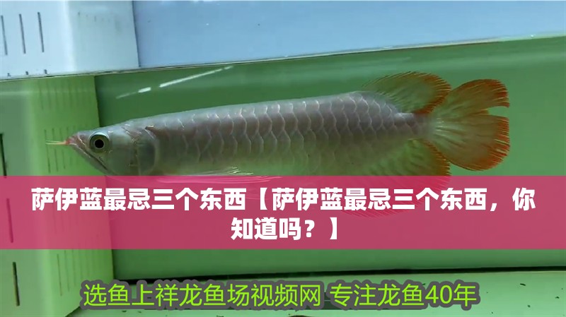 薩伊藍最忌三個東西【薩伊藍最忌三個東西，你知道嗎？】