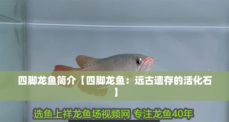 四腳龍魚簡介【四腳龍魚：遠古遺存的活化石】
