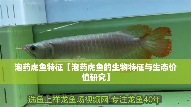 魚缸用增氧泵價格是多少:魚缸增氧機-xtrac增氧機-xtrac增氧機 泡藥虎魚特征【泡藥虎魚的生物特征與生態(tài)價值研究】 龍魚論壇 泡藥虎魚特征【泡藥虎魚的生物特征與生態(tài)價值研究】 泡藥虎魚特征【泡藥虎魚的生物特征與生態(tài)價值研究】 龍魚論壇