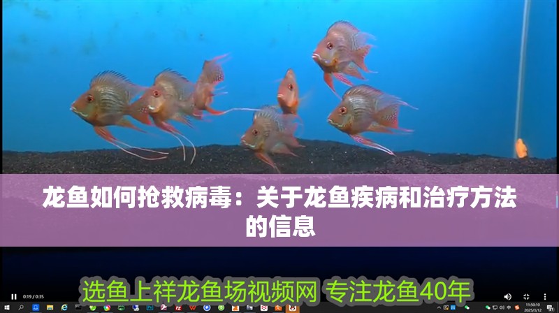 龍魚如何搶救病毒：關于龍魚疾病和治療方法的信息