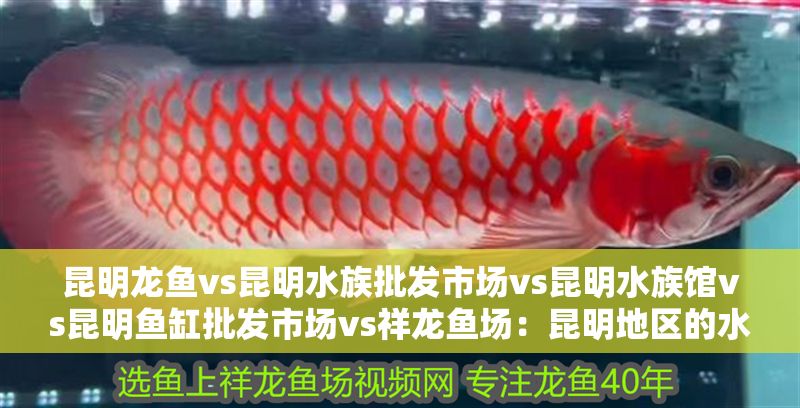 昆明龍魚vs昆明水族批發市場vs昆明水族館vs昆明魚缸批發市場vs祥龍魚場：昆明地區的水族市場