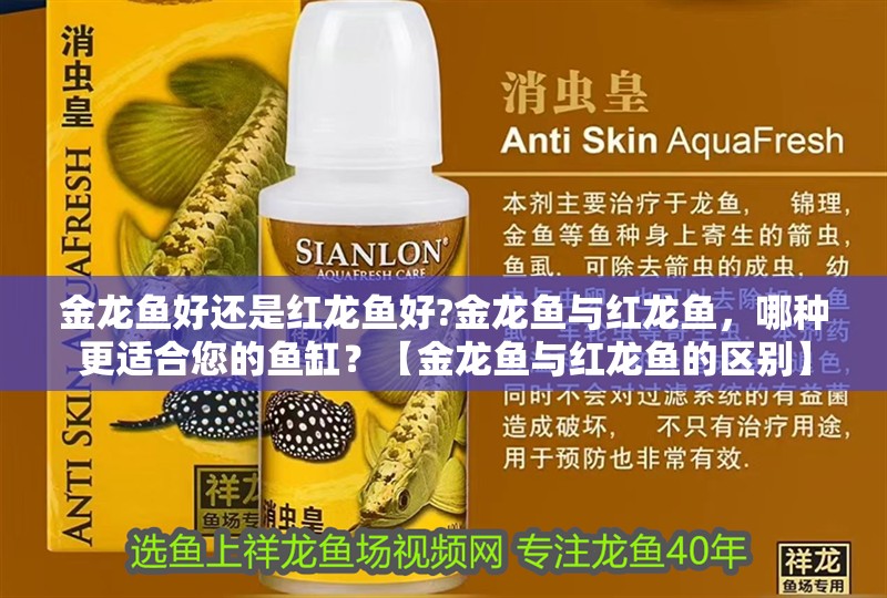 金龍魚好還是紅龍魚好?金龍魚與紅龍魚，哪種更適合您的魚缸？【金龍魚與紅龍魚的區別】
