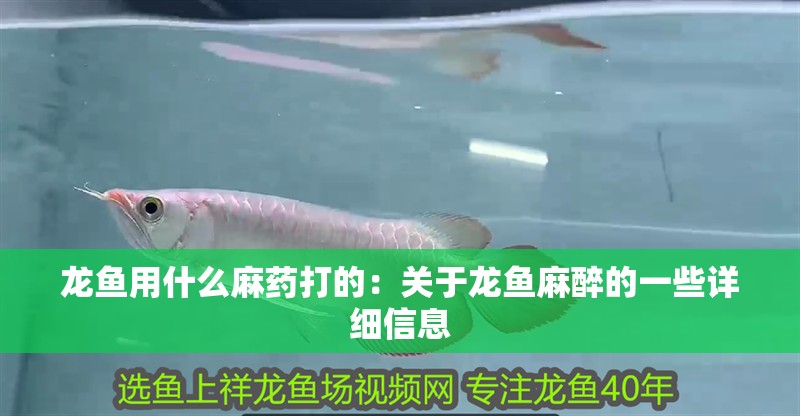 龍魚用什么麻藥打的：關于龍魚麻醉的一些詳細信息