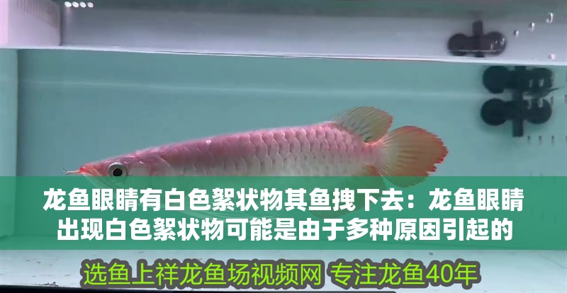 龍魚眼睛有白色絮狀物其魚拽下去：龍魚眼睛出現(xiàn)白色絮狀物可能是由于多種原因引起的