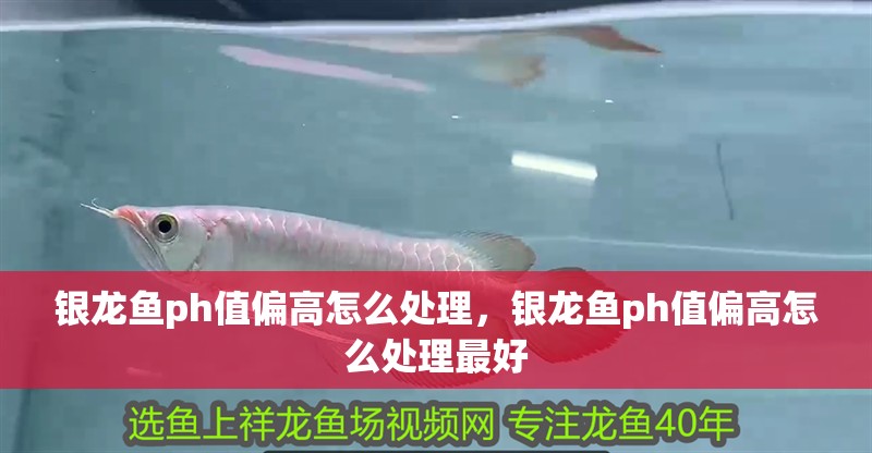 銀龍魚ph值偏高怎么處理，銀龍魚ph值偏高怎么處理最好