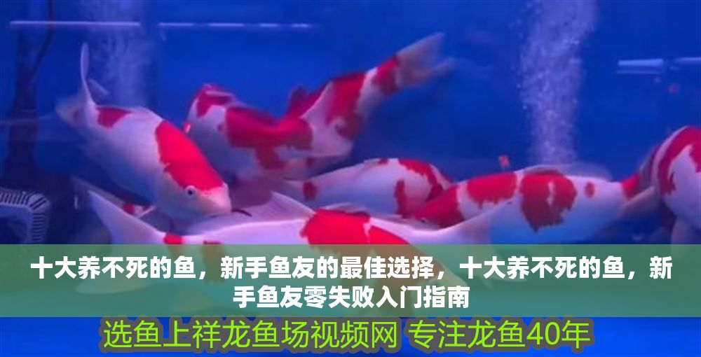 十大養不死的魚，新手魚友的最佳選擇，十大養不死的魚，新手魚友零失敗入門指南