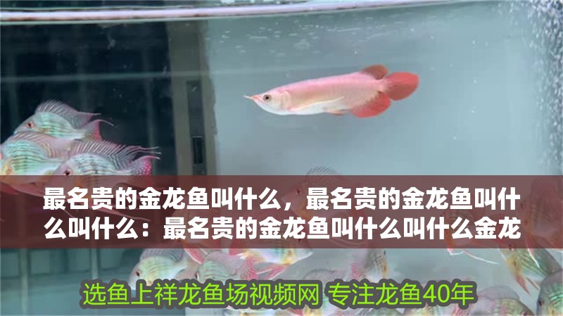 最名貴的金龍魚叫什么，最名貴的金龍魚叫什么叫什么：最名貴的金龍魚叫什么叫什么金龍魚叫什么金龍魚