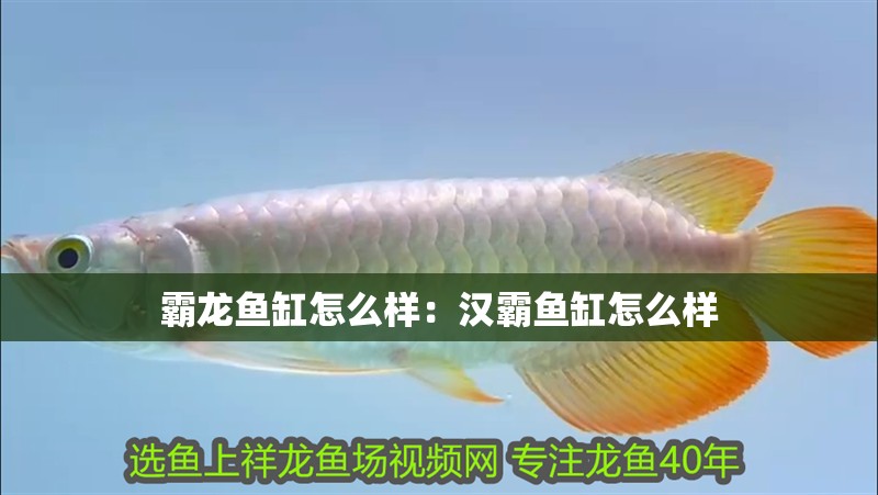 霸龍魚缸怎么樣：漢霸魚缸怎么樣