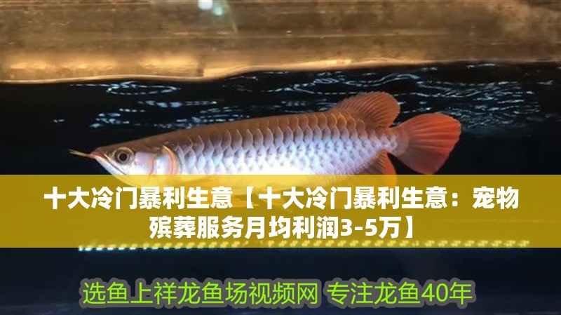 十大冷門暴利生意【十大冷門暴利生意：寵物殯葬服務月均利潤3-5萬】