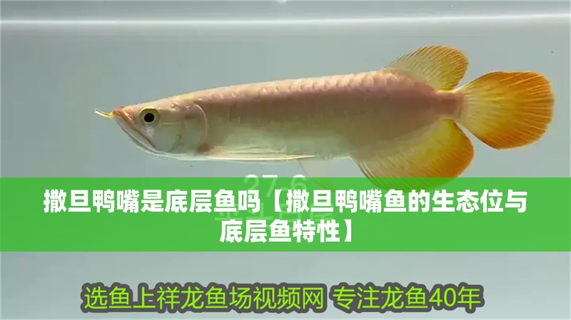 撒旦鴨嘴是底層魚嗎【撒旦鴨嘴魚的生態位與底層魚特性】