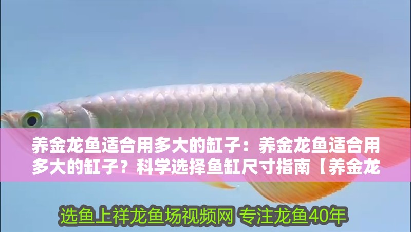 養金龍魚適合用多大的缸子：養金龍魚適合用多大的缸子？科學選擇魚缸尺寸指南【養金龍魚究竟適合用多大的缸子？】