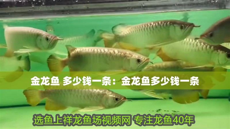 金龍魚 多少錢一條：金龍魚多少錢一條