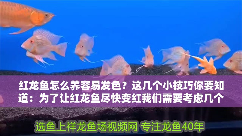 紅龍魚怎么養容易發色？這幾個小技巧你要知道：為了讓紅龍魚盡快變紅我們需要考慮幾個關鍵因素
