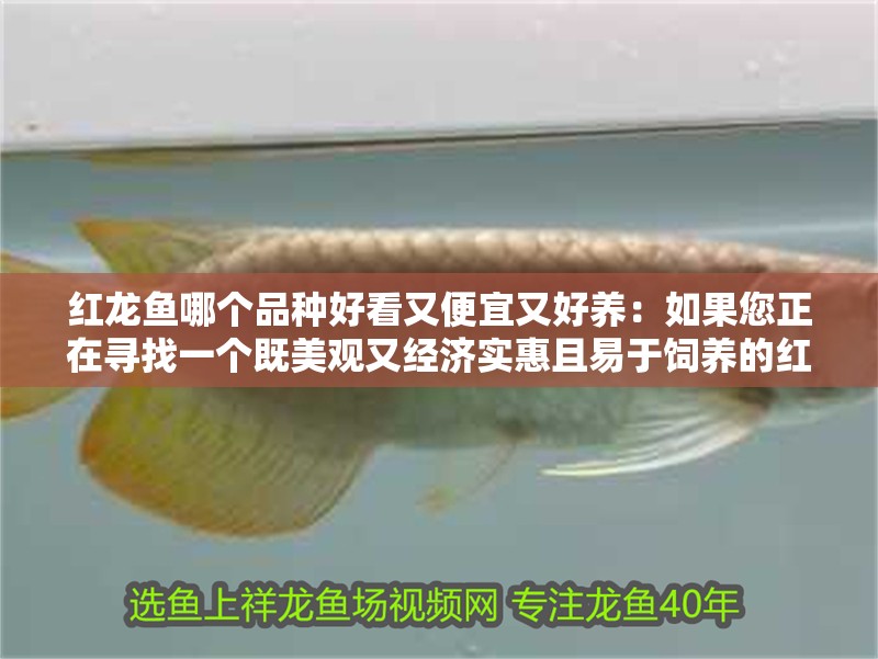 紅龍魚哪個品種好看又便宜又好養：如果您正在尋找一個既美觀又經濟實惠且易于飼養的紅龍魚品種