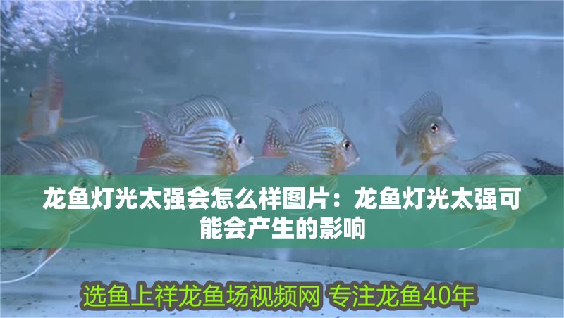 新到家的小虎魚 龍魚燈光太強會怎么樣圖片:龍魚燈光太強可能會產生的影響 龍魚百科 龍魚燈光太強會怎么樣圖片:龍魚燈光太強可能會產生的影響 龍魚燈光太強會怎么樣圖片:龍魚燈光太強可能會產生的影響 龍魚百科