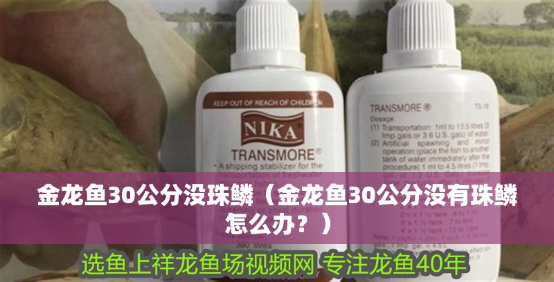 金龍魚30公分沒珠鱗（金龍魚30公分沒有珠鱗怎么辦？）