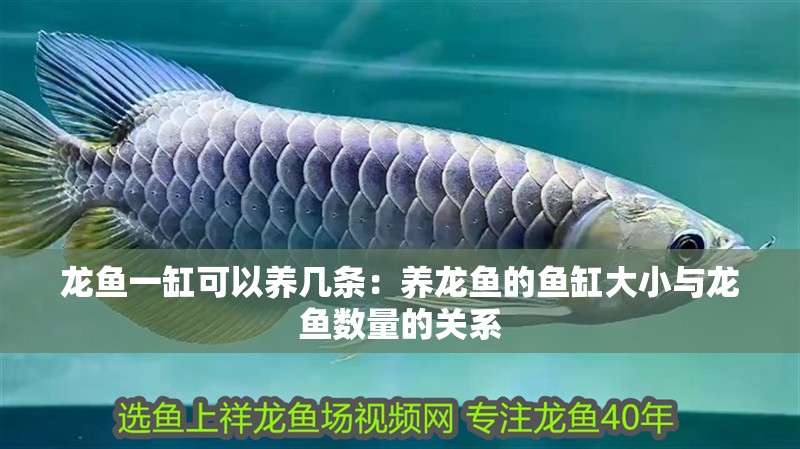 龍魚一缸可以養幾條：養龍魚的魚缸大小與龍魚數量的關系