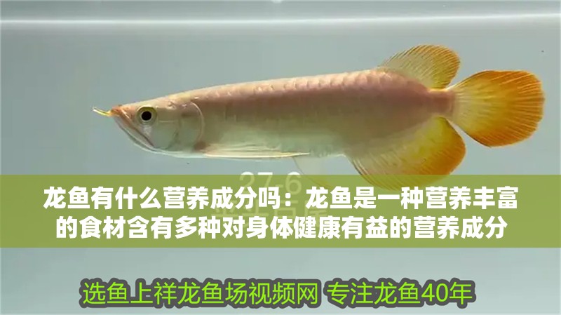 龍魚有什么營養(yǎng)成分嗎：龍魚是一種營養(yǎng)豐富的食材含有多種對身體健康有益的營養(yǎng)成分