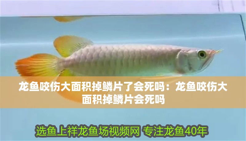 龍魚咬傷大面積掉鱗片了會死嗎：龍魚咬傷大面積掉鱗片會死嗎 龍魚咬傷大面積掉鱗片了會死嗎：龍魚咬傷大面積掉鱗片會死嗎 龍魚百科