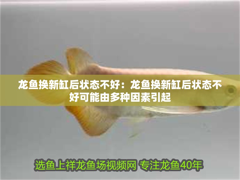 龍魚換新缸后狀態(tài)不好：龍魚換新缸后狀態(tài)不好可能由多種因素引起