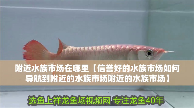 附近水族市場在哪里【信譽(yù)好的水族市場如何導(dǎo)航到附近的水族市場附近的水族市場】