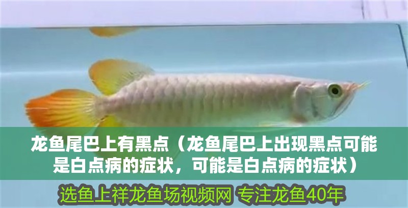 龍魚尾巴上有黑點（龍魚尾巴上出現黑點可能是白點病的癥狀，可能是白點病的癥狀）