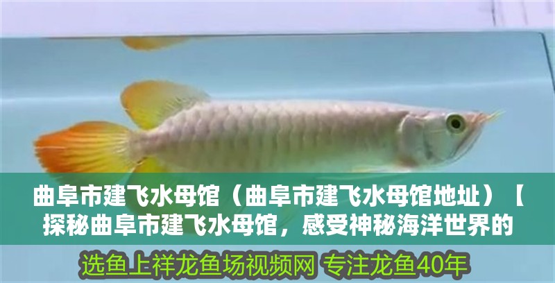 龍魚干蝦有營養嗎 曲阜市建飛水母館(曲阜市建飛水母館地址)【探秘曲阜市建飛水母館,感受神秘海洋世界的魅力】 全國水族館企業名錄 曲阜市建飛水母館(曲阜市建飛水母館地址)【探秘曲阜市建飛水母館,感受神秘海洋世界的魅力】 曲阜市建飛水母館(曲阜市建飛水母館地址)【探秘曲阜市建飛水母館,感受神秘海洋世界的魅力】 全國水族館企業名錄