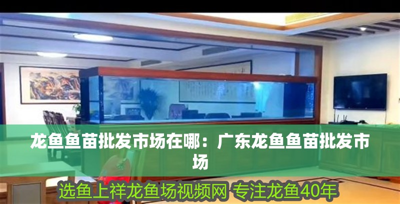 龍魚魚苗批發市場在哪：廣東龍魚魚苗批發市場