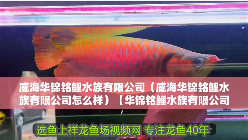 威海華錦銘鯉水族有限公司（威海華錦銘鯉水族有限公司怎么樣）【華錦銘鯉水族有限公司】