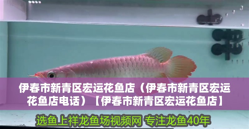 伊春市新青區宏運花魚店（伊春市新青區宏運花魚店電話）【伊春市新青區宏運花魚店】 伊春市新青區宏運花魚店（伊春市新青區宏運花魚店電話）【伊春市新青區宏運花魚店】 全國水族館企業名錄