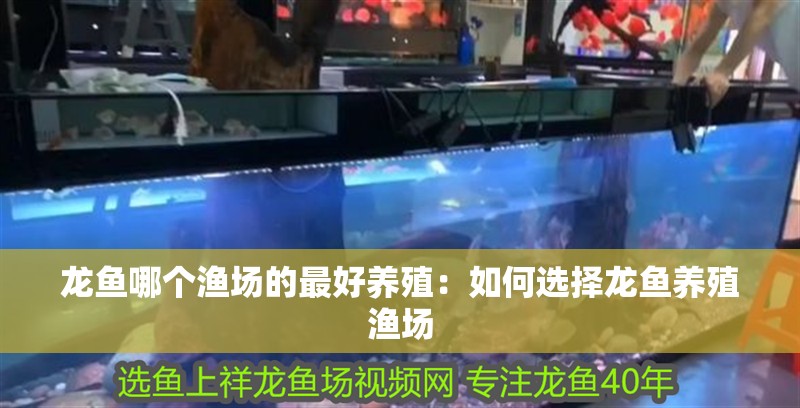 龍魚哪個漁場的最好養殖：如何選擇龍魚養殖漁場