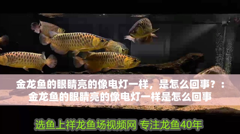 金龍魚的眼睛亮的像電燈一樣，是怎么回事？：金龍魚的眼睛亮的像電燈一樣是怎么回事