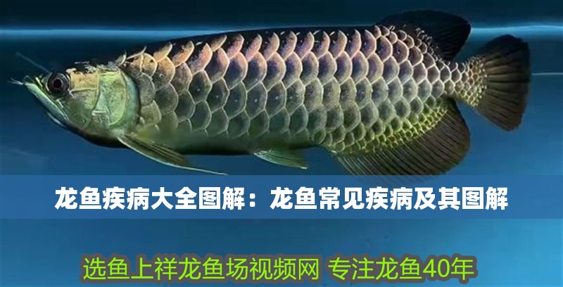 龍魚疾病大全圖解：龍魚常見疾病及其圖解