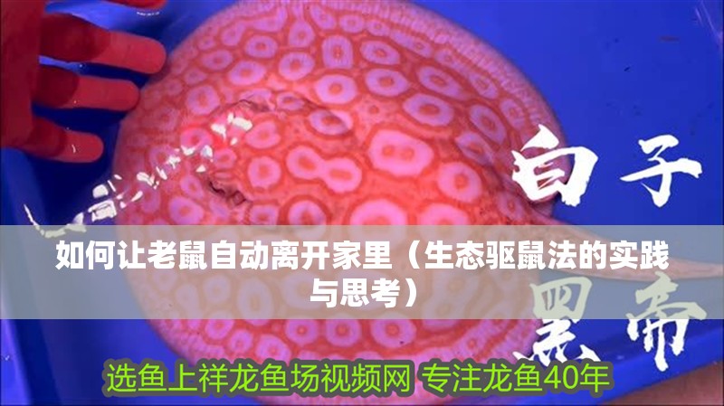 如何讓老鼠自動(dòng)離開(kāi)家里（生態(tài)驅(qū)鼠法的實(shí)踐與思考）
