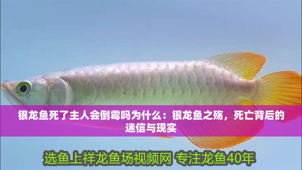 銀龍魚(yú)死了主人會(huì)倒霉嗎為什么：銀龍魚(yú)之殤，死亡背后的迷信與現(xiàn)實(shí)