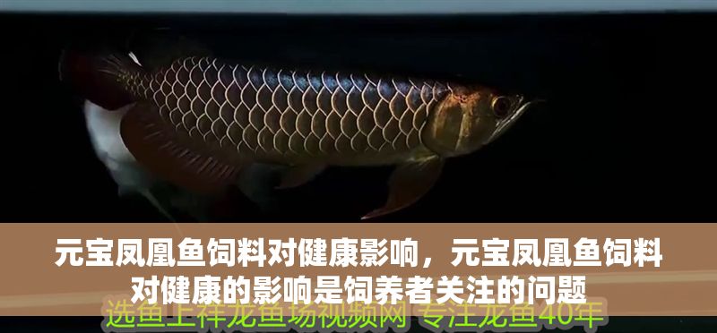元寶鳳凰魚飼料對健康影響，元寶鳳凰魚飼料對健康的影響是飼養者關注的問題