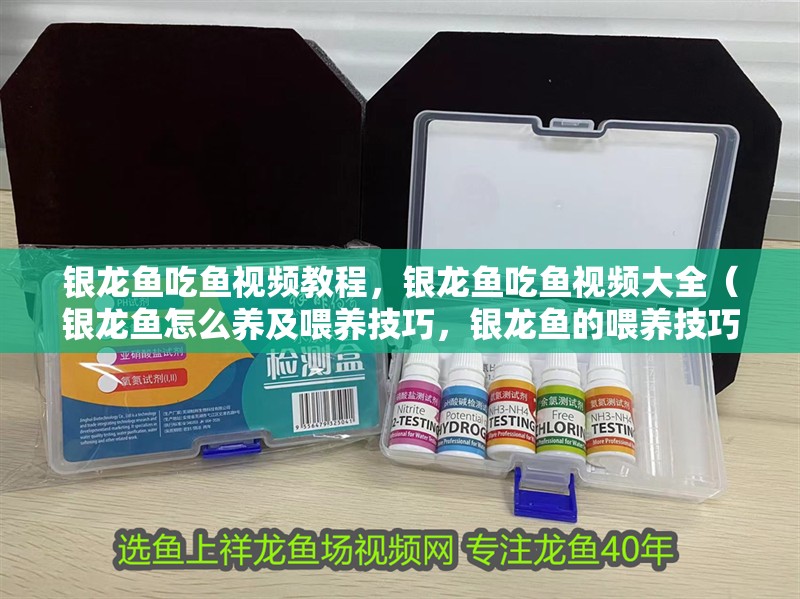 銀龍魚(yú)吃魚(yú)視頻教程，銀龍魚(yú)吃魚(yú)視頻大全（銀龍魚(yú)怎么養(yǎng)及喂養(yǎng)技巧，銀龍魚(yú)的喂養(yǎng)技巧介紹）