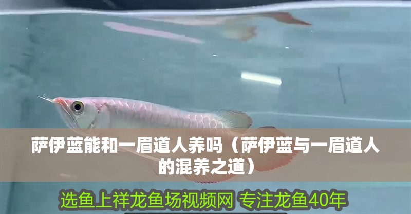 薩伊藍(lán)能和一眉道人養(yǎng)嗎（薩伊藍(lán)與一眉道人的混養(yǎng)之道）