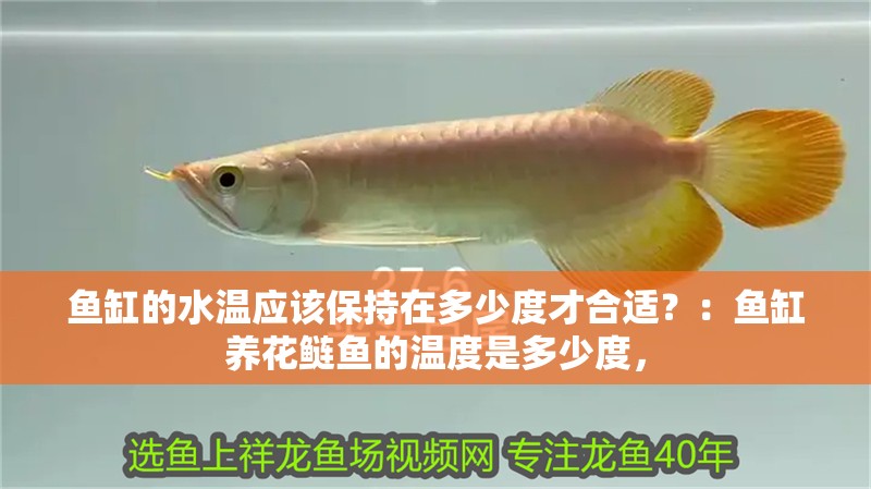 魚(yú)缸的水溫應(yīng)該保持在多少度才合適？：魚(yú)缸養(yǎng)花鰱魚(yú)的溫度是多少度，